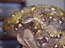 Male MTB