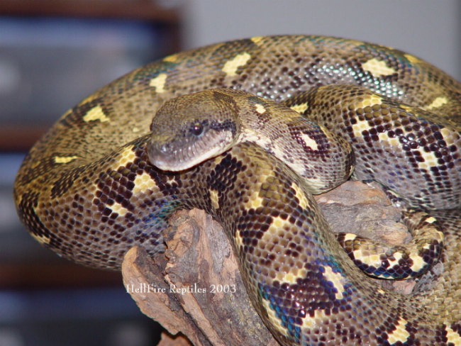 Male MTB