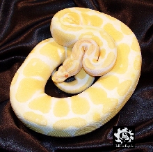 albino ball