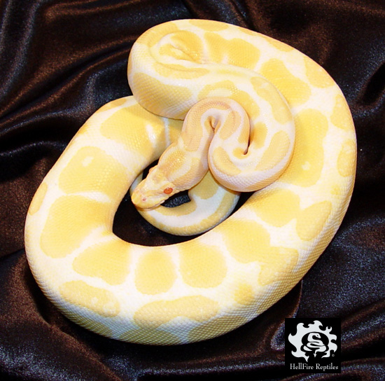 albino ball