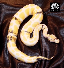 Paradox Albino Ball