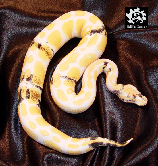 Paradox Albino Ball