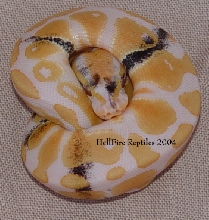 paradox albino 2