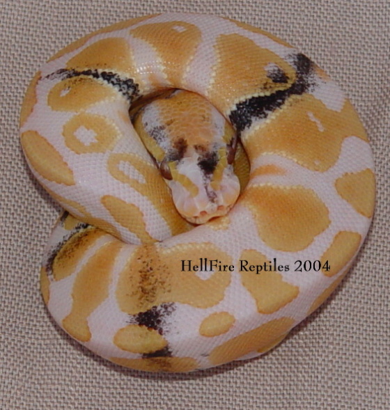 paradox albino 2