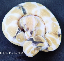 albino paradox 3