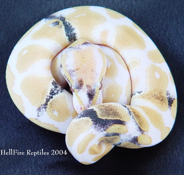 albino paradox 3
