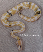 albino paradox 1