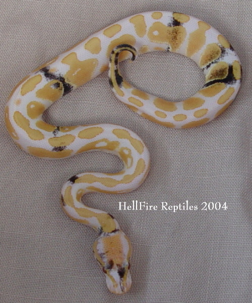 albino paradox 1