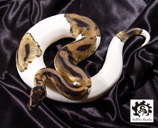 Piebald Ball