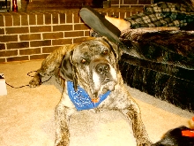 my gentle giant - Brutus
