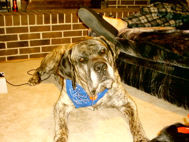 my gentle giant - Brutus