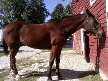 My Rainbo, 29yrs old, my loyal steed & best friend. see her video on yo