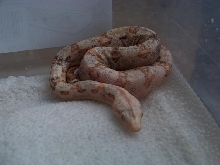 parodox