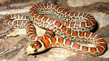 Carnage (Knoblochi) Megaband 2010 Hatchling Male