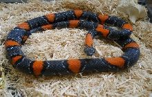 Crimson Sub-Adult (Alterna) Xmas Mtn Male 09