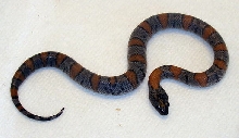 Crimson (Alterna) Xmas Mtn 2009 Hatchling Male