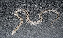 Jedi (Alterna) River Road 2009 Hatchling Male
