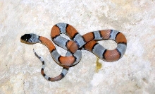 Terra (Alterna) Loma Alta 2011 Hatchling Male
