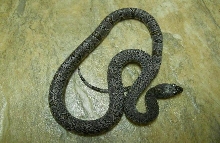 Vader (Alterna) Black Gap 2010 Hatchling Male