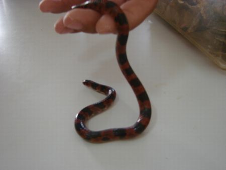Hook-nosed