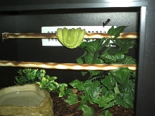 Jayapura Type GTP