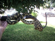 Jungle Carpet Male