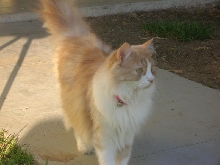Patches