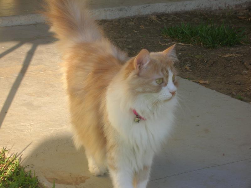 Patches