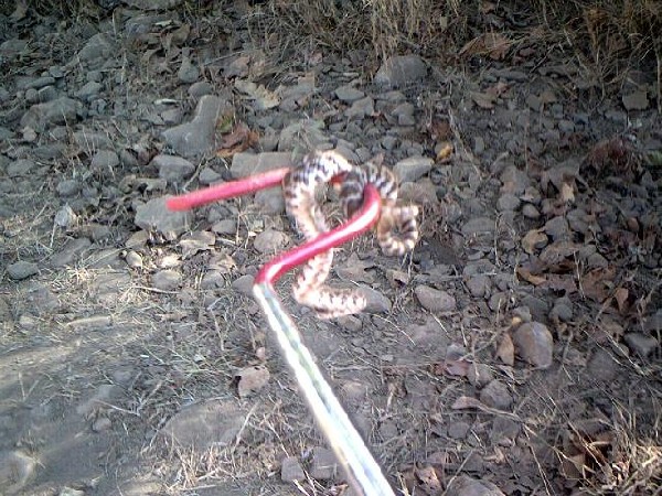kingsnake.com photo gallery > Crotalids > Rattler
