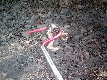 Rattler
