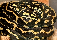 jungle carpet
