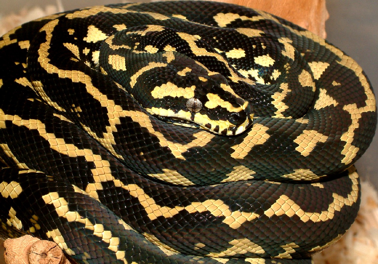jungle carpet