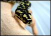 head