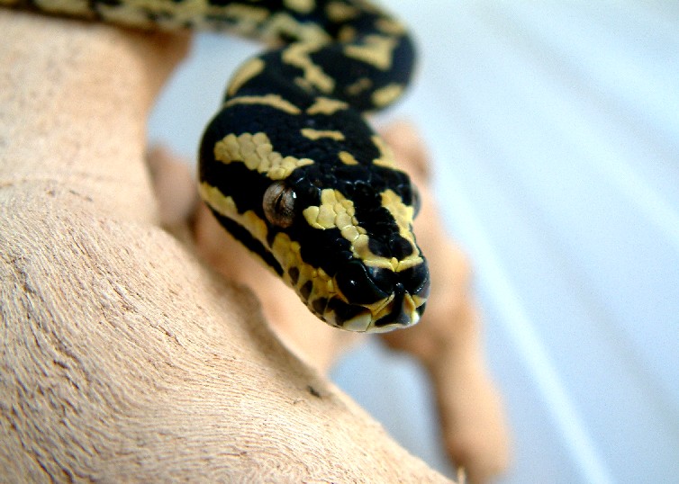 head