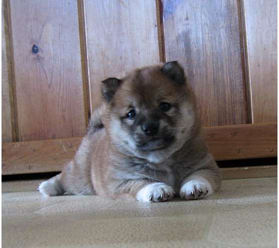 5 weeks old