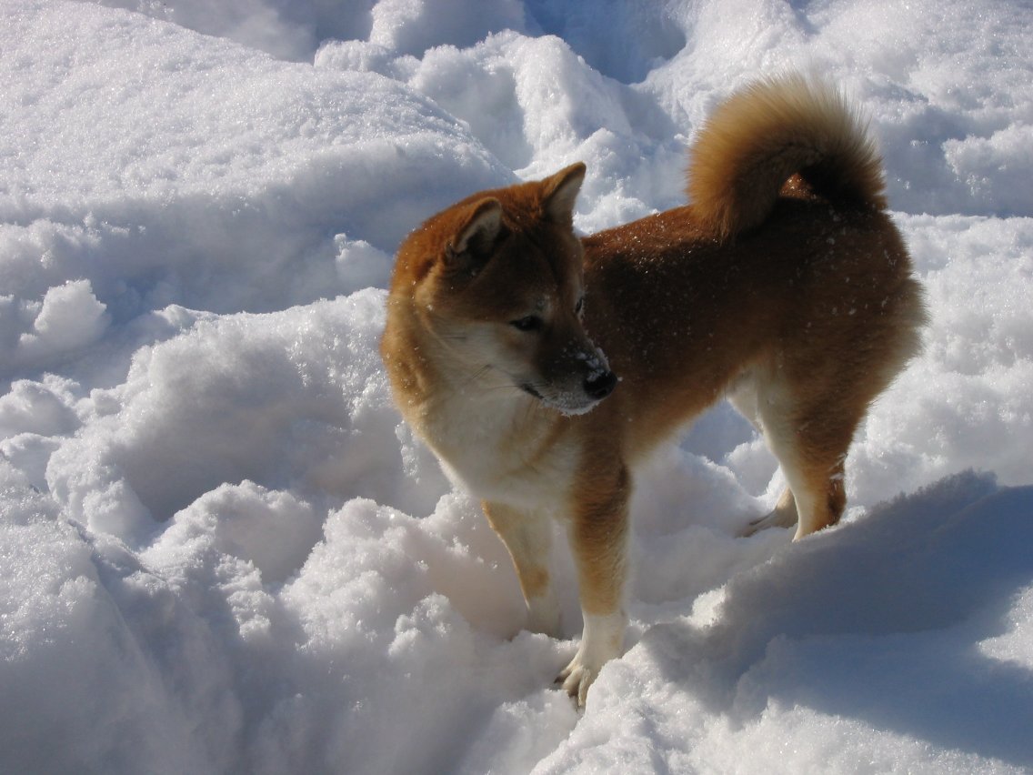 winter4