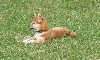 lounging outside