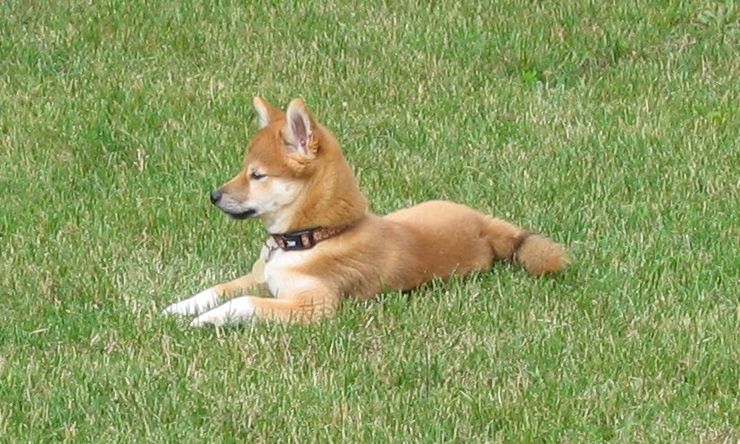 lounging outside