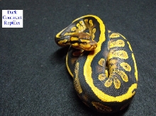 yellowbelly