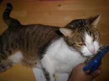 My boy Weezie 6/2002-6/2008