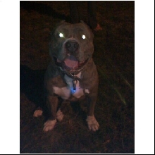 fat boy