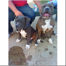 fat boy and son at the doggy park