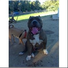 fat boy