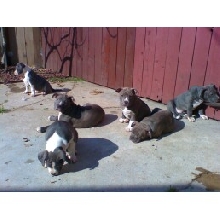 pups
