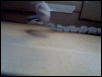 Snakebite in Slow Motion