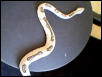 Unusual Female Boa