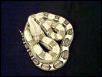 Female Anery  - Sold