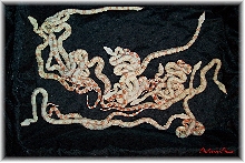 albino boas