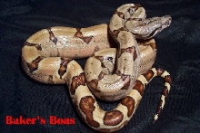 Baker's Boas