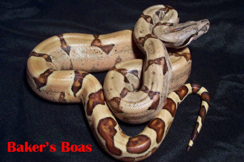 Baker's Boas